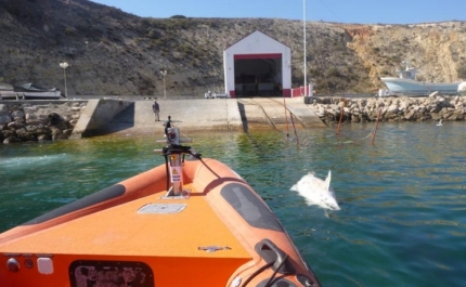 Estação Salva-vidas de Sagres colabora na recolha de cetáceo morto