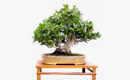 Oficina e Exposição de Bonsai com espécies Mediterrânicas