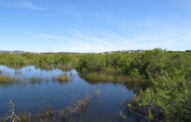 ESPÉCIES AMEAÇADAS NA FOZ DO ALMARGEM: MUNICÍPIO DE LOULÉ APRESENTA QUEIXA CONTRA PREVARICADORES