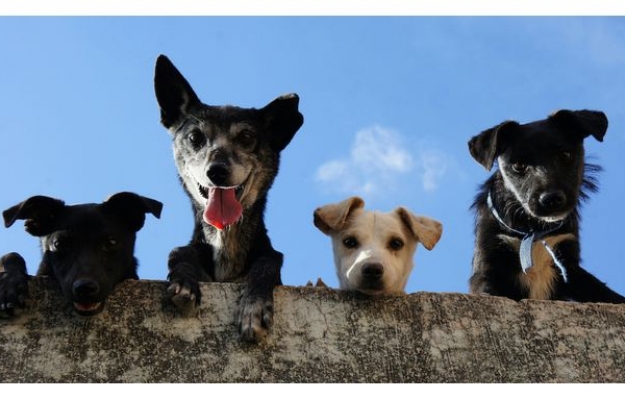 AlgarveShopping celebra o Dia Mundial do Animal com campanhas de adoção 