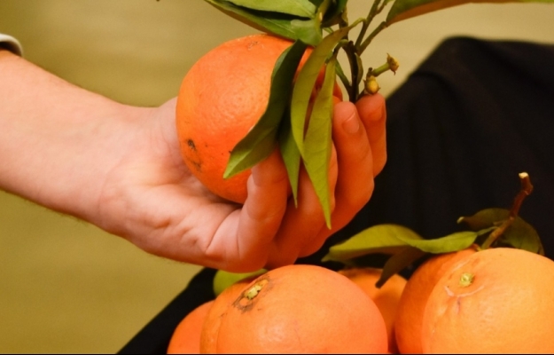 Mau Tempo: Associação citrícola algarvia estima perda na produção entre 25 e 40%