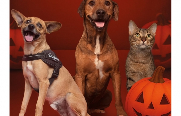 Assustador é o abandono animal: AlgarveShopping celebra o Halloween com campanha de adoção especial