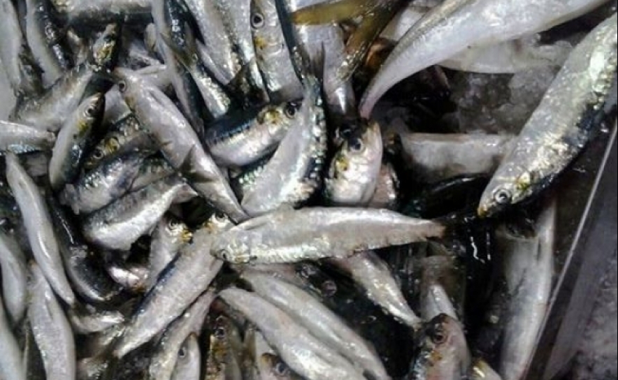 Autoridade apreendem no Algarve 3.200 kg de sardinha capturada ilegalmente