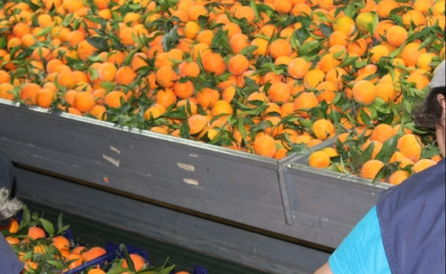 ASAE apreendeu 64 toneladas de citrinos em Castro Marim