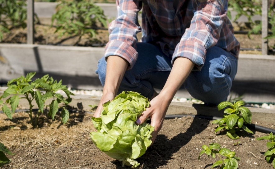 Calendário de plantações: o guia completo para a horta dar frutos