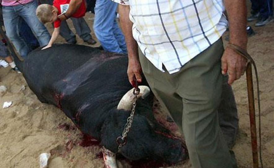 Touro abatido em Monsaraz, pela primeira vez com autorização