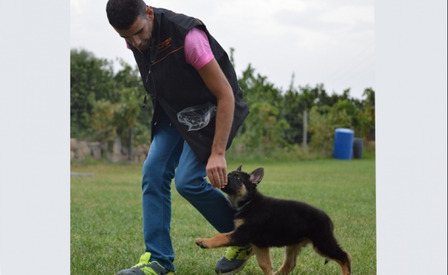 Os cães praticantes de IGP deverão começar os treinos o mais cedo possível