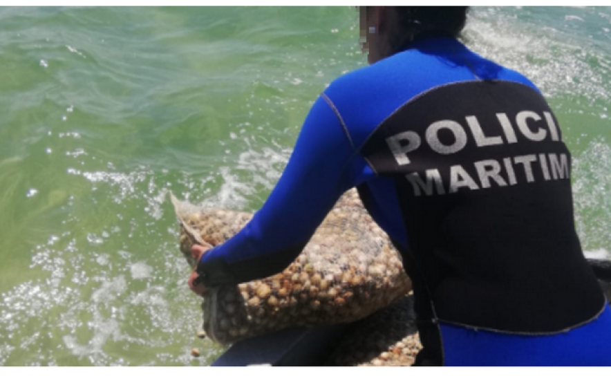 Polícia Marítima apreende mais de uma tonelada de berbigão na Ria Formosa