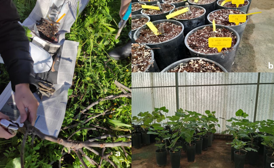 Propagação de estacas de figueira