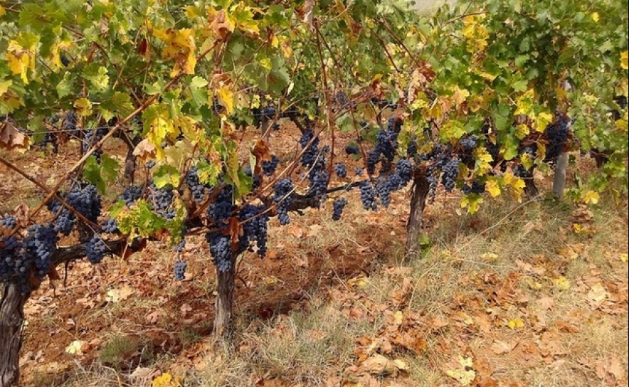 Alentejo já iniciou vindimas e espera produzir mais 5 a 10% de vinho este ano