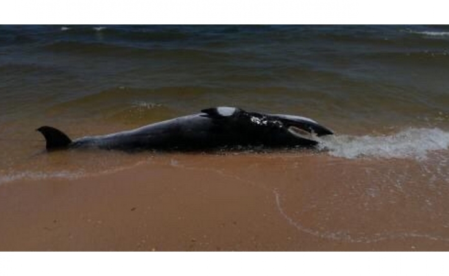 Baleia encontrada morta na praia da Alagoa em Altura
