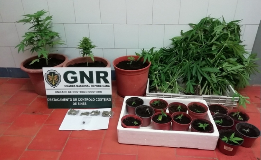 Plantação de cannabis apreendida
