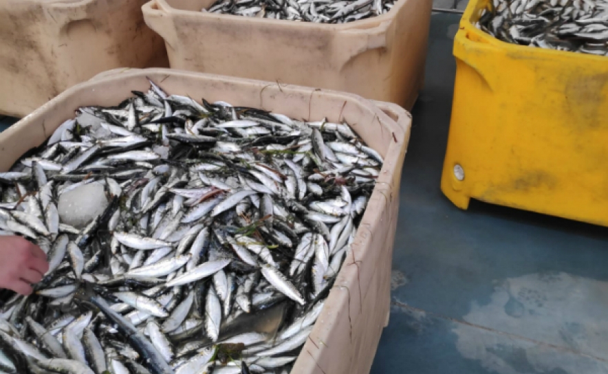 Polícia Marítima apreende 1.500 quilogramas de sardinha em dia feriado no Algarve