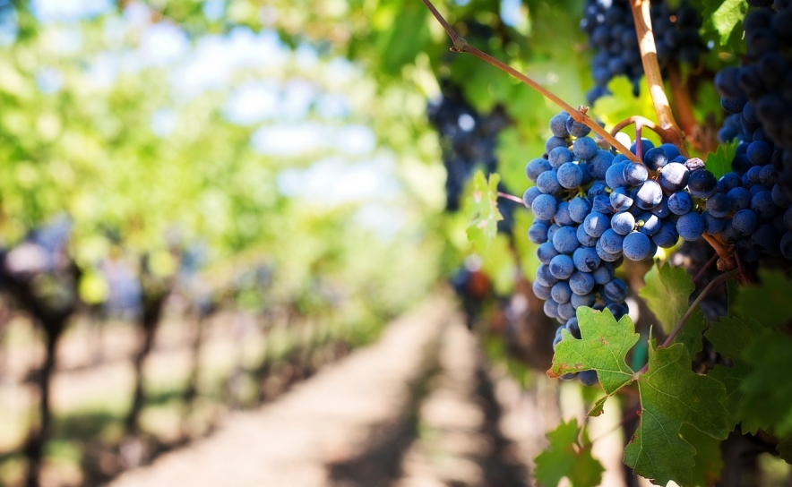 Bruxelas adota medidas para ajudar produtores de vinho, nomeadamente em Portugal