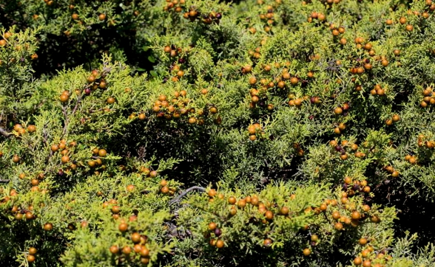 Zimbro (Juniperus turbinata), um endemismo do sudoeste