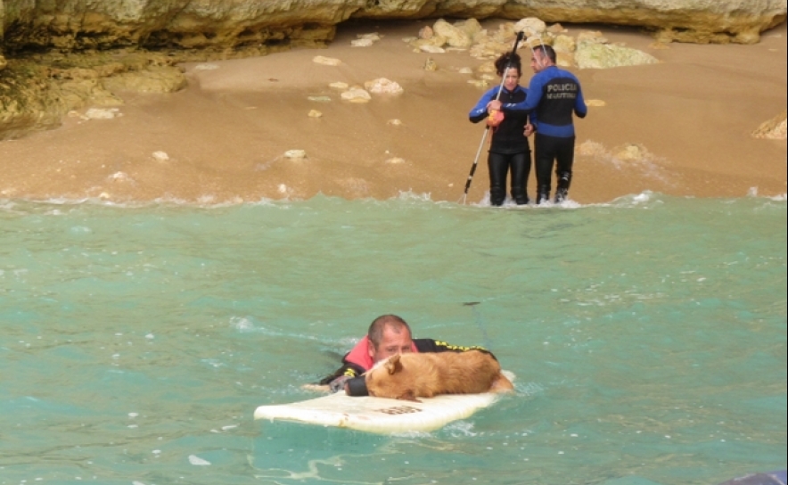Autoridade Marítima Nacional resgata cão isolado numa arriba em colaboração com o Município de Lagoa