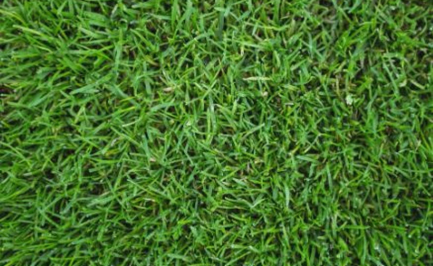 Como ter um jardim verde sem relva e gastar menos água
