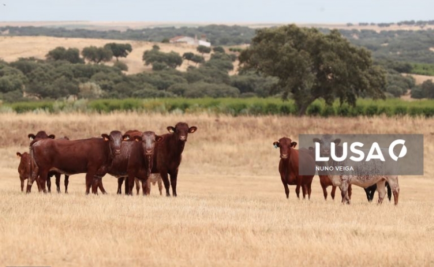 Subida dos fatores de produção «assusta» criador de bovinos no Alentejo