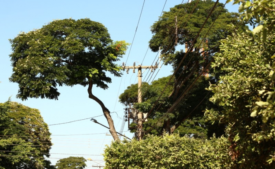 EDP - situações de risco de proximidade de vegetação junto às linhas elétricas.