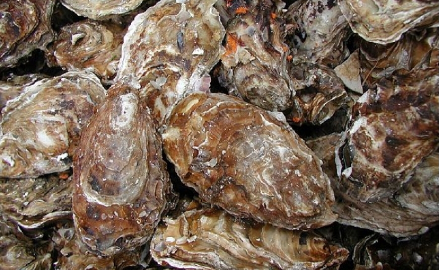Autoridades apreendem no Algarve 720 kg de ostras que podiam ter toxinas