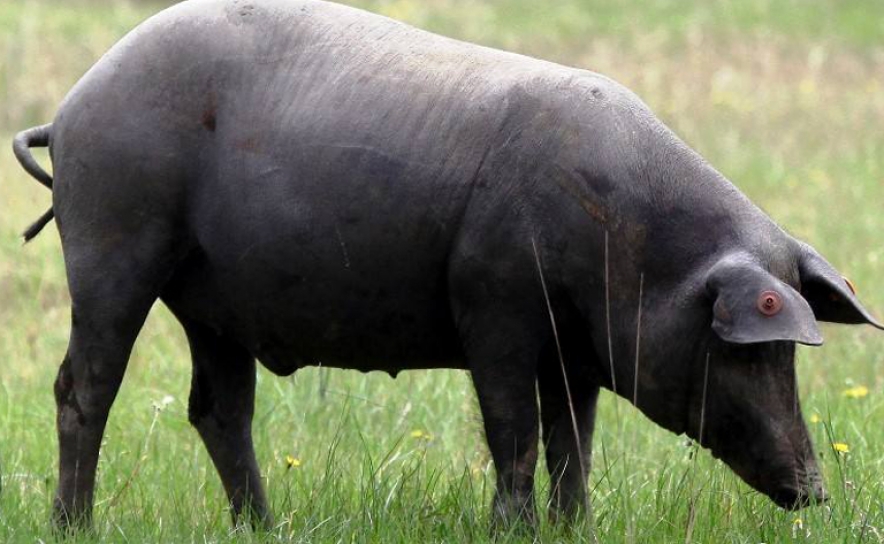 Feira do Porco Alentejano regressa a Ourique em 2022