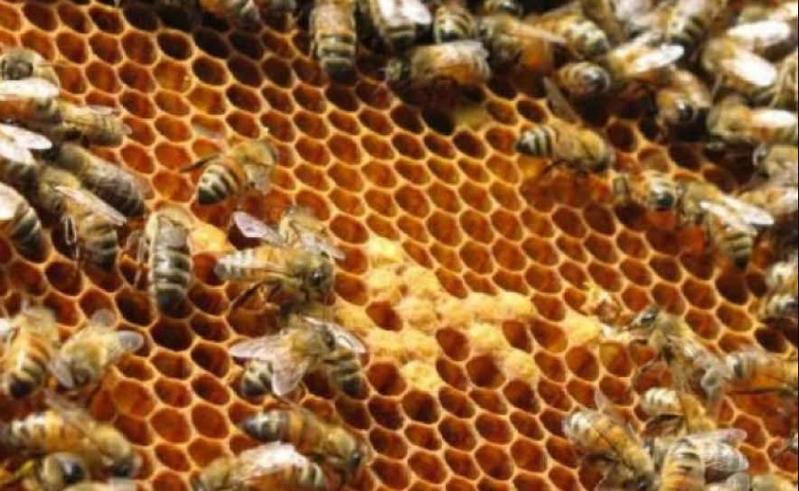 Organização de produtores e marca própria podem valorizar mel do Algarve