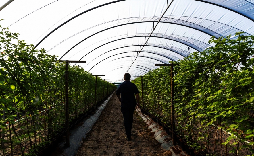 Covid-19: Seis trabalhadores agrícolas transferidos para ZAP de Tavira - autarca