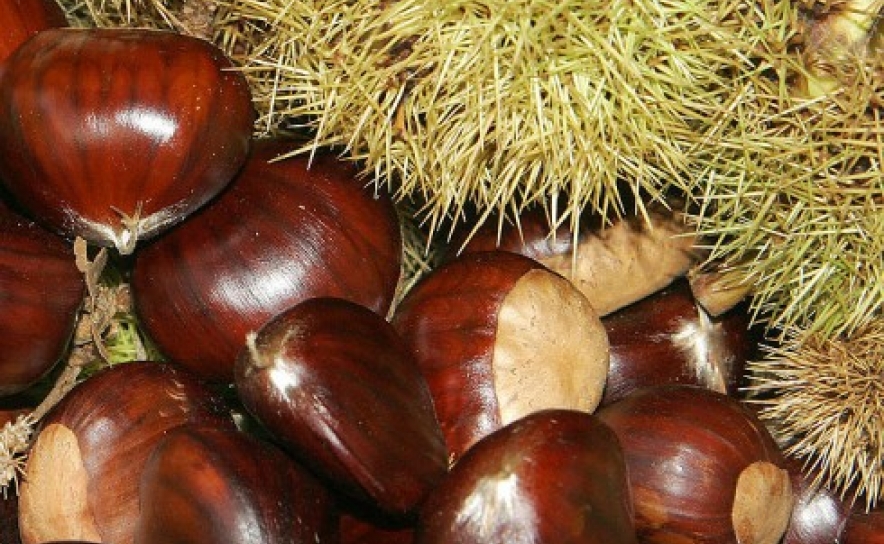 Produção de castanha afetada por ataque de fungo