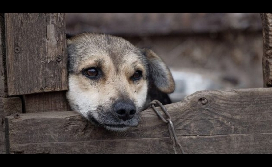 Alerta | Medicamento veterinário Caniaves para cães, gatos, aves está suspenso