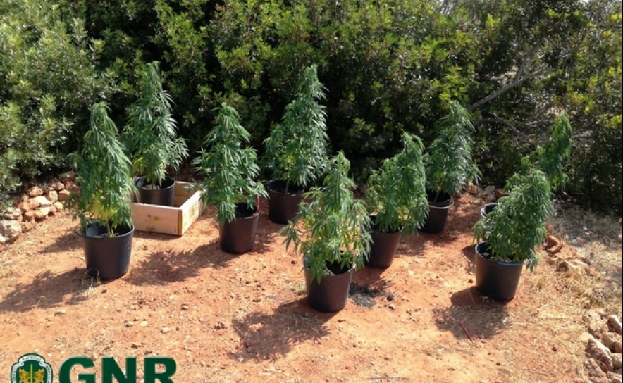 Apreensão de 9 plantas de cannabis