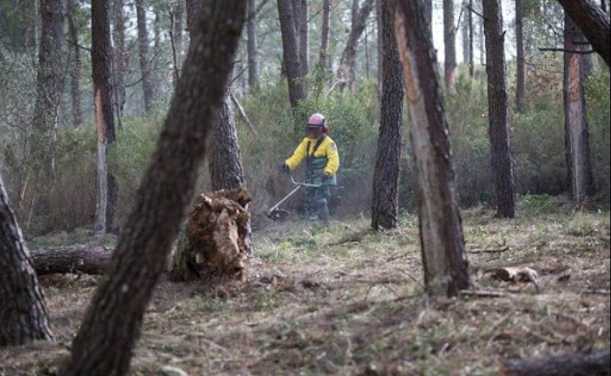 Incêndios: Empresas florestais alertam para «amadorismo na limpeza de mato» após despacho do Governo