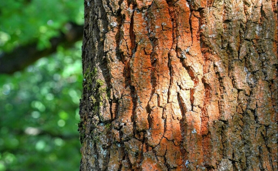 Convocatória: ação simbólica de plantação de carvalhos-de-Monchique no Alto da Fóia