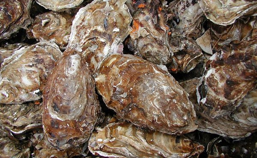 Polícia Marítima apreende mais de uma tonelada de ostras em Tavira