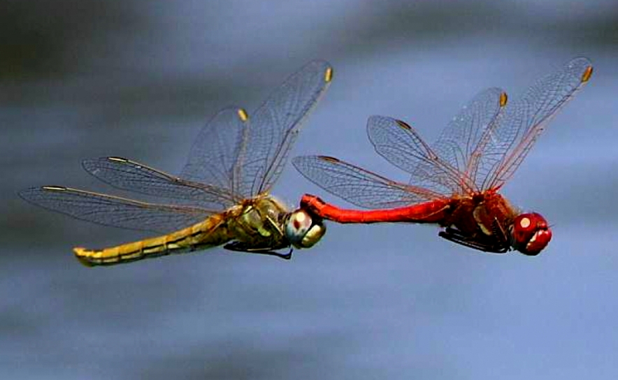 Simpétrum-das-nervuras-vermelhas (Sympetrum fonscolombii), libélula migradora comum