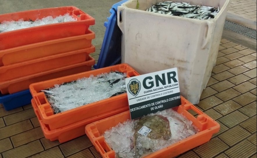 Apreendido 347 quilos de pescado em Olhão