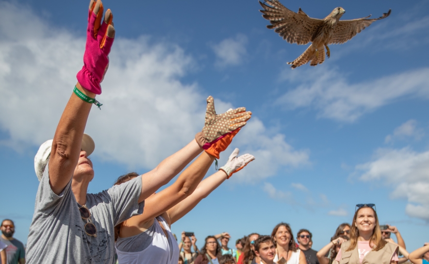 Programa do Festival de Observação de Aves disponível online a partir de hoje