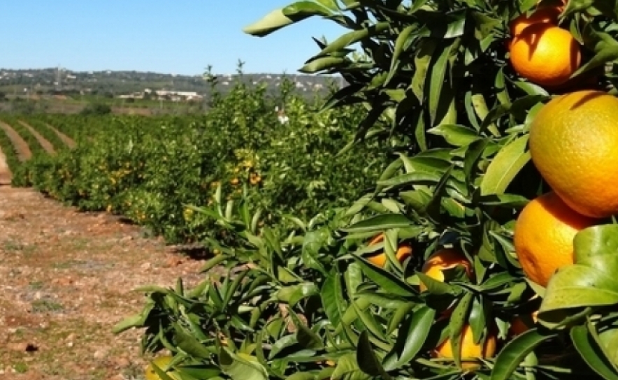 Operadores dão a provar laranja algarvia em voos, hóteis e feiras internacionais