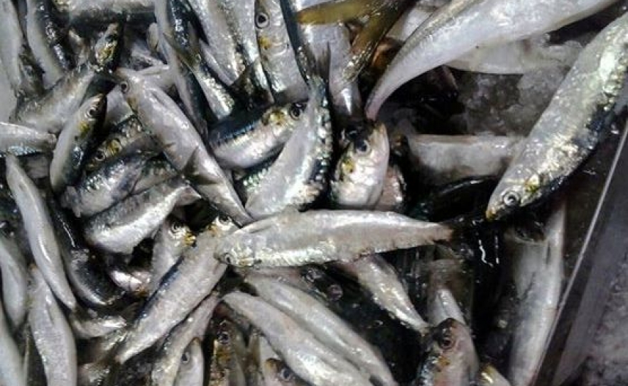 Pescadores dizem que «stock» de sardinha está recuperado e querem pescar 30 mil toneladas