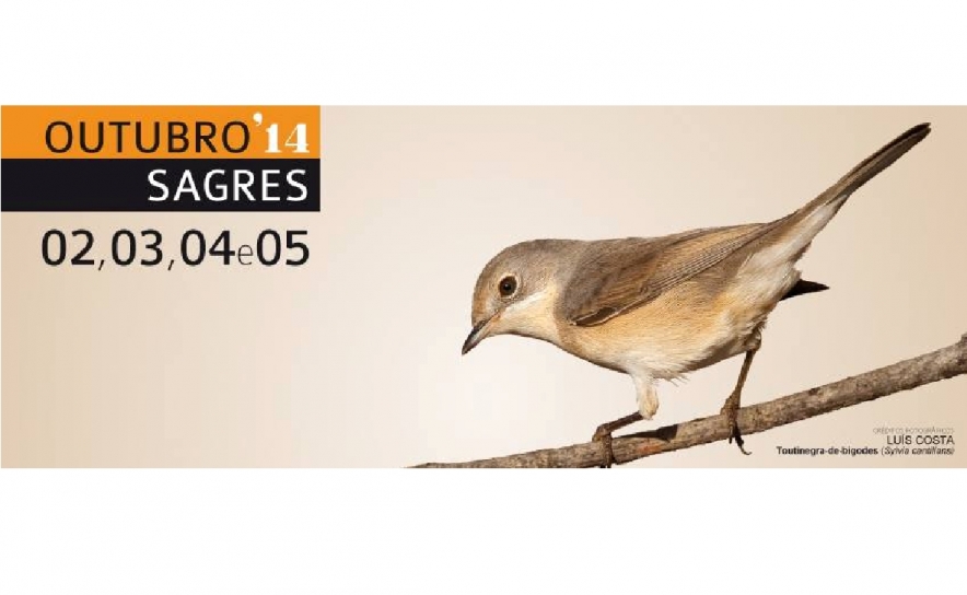 Festival de Observação de Aves de Sagres volta a celebrar a migração