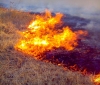 Incêndio de mato mobiliza dezenas de meios em Moncarapacho e Fuseta