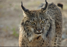 Em 15 anos nasceram em Silves 170 linces-ibéricos