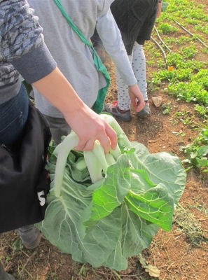 «Cabaz da Terra» valoriza Dieta Mediterrânica