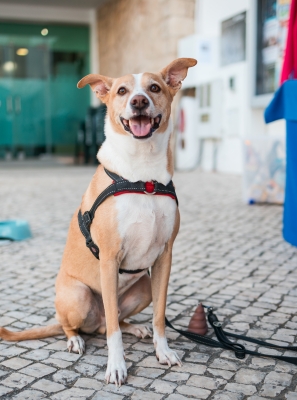 Dia Internacional do Animal assinalado em Quarteira