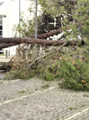Mau tempo: Vento forte no Algarve causou sobretudo quedas de árvores