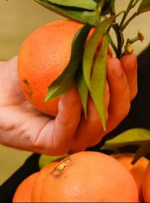 Mau Tempo: Associação citrícola algarvia estima perda na produção entre 25 e 40%