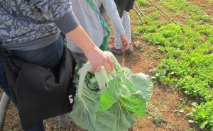 «Cabaz da Terra» valoriza Dieta Mediterrânica
