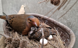 Zoomarine celebra nascimento de nova cria de Rola-de-Socorro, espécie «Extinta na Natureza»