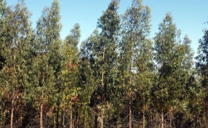 Associações ambientalistas repudiam «eucaliptização» de áreas de mato