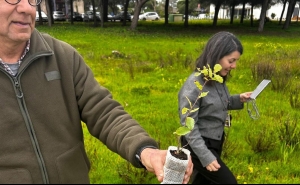 UAlg planta carvalho-de-monchique e reforça conservação de espécie ameaçada