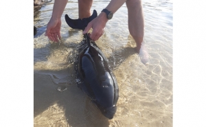 Resgatado golfinho na praia de Brejo do Largo em Odemira